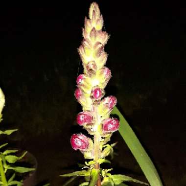 Antirrhinum majus 'Sonnet Burgundy' (Sonnet Series)