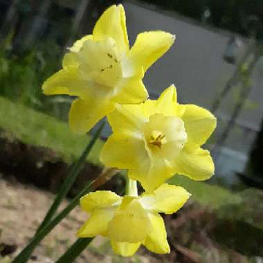 Narcissus 'Pipit'