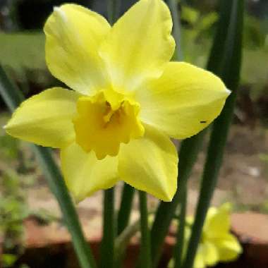 Narcissus 'Pipit'