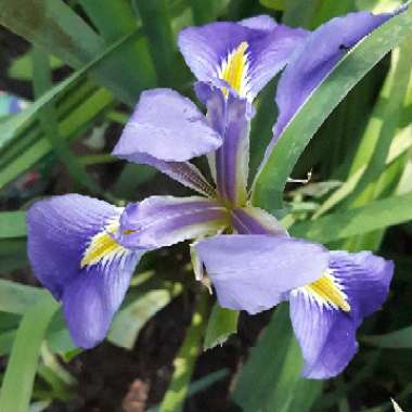 Iris versicolor