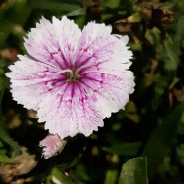 Dianthus chinensis