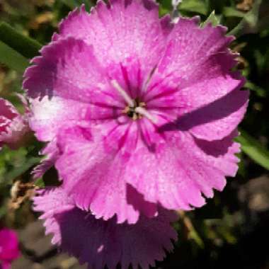 Dianthus chinensis