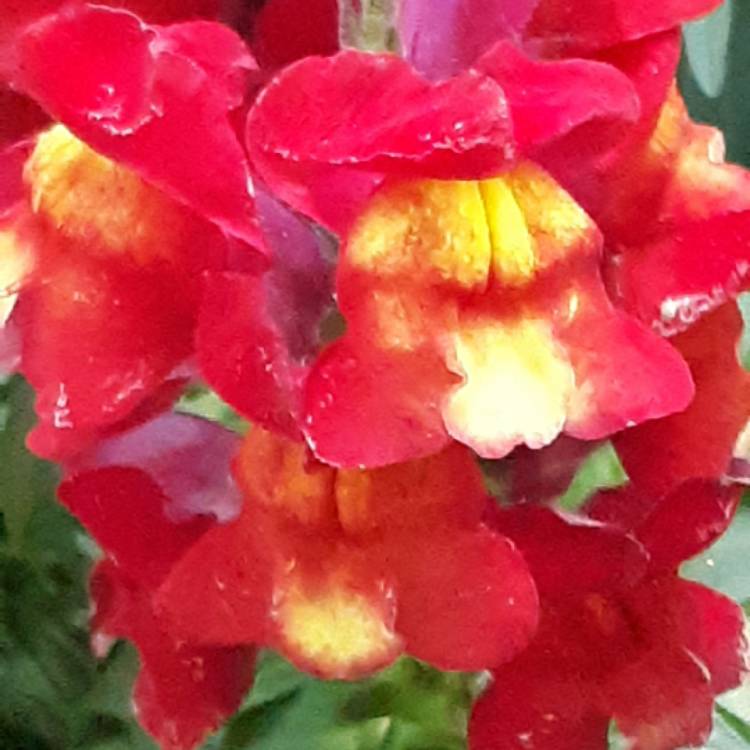 Plant image Antirrhinum majus 'Antiquity Mix' (Antiquity Series)