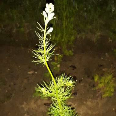 Delphinium Ajacis