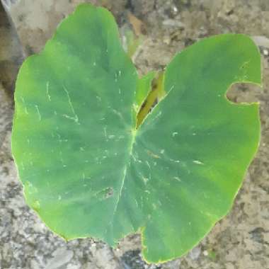 Colocasia esculenta  syn. Colocasia antiquorum