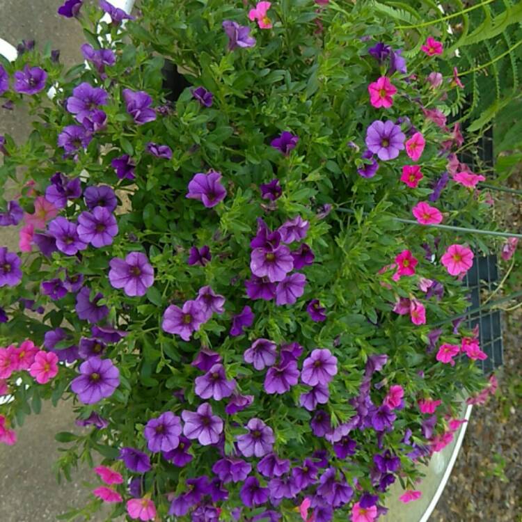 Plant image Calibrachoa 'Can Can Rosie's Magenta'