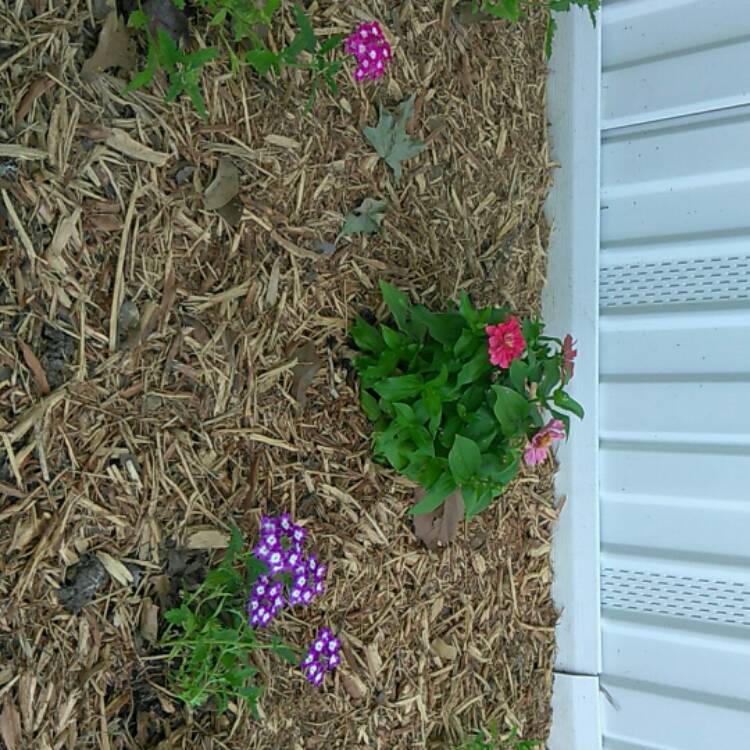 Plant image Verbena 'Lanai™ Upright Rose with Eye'