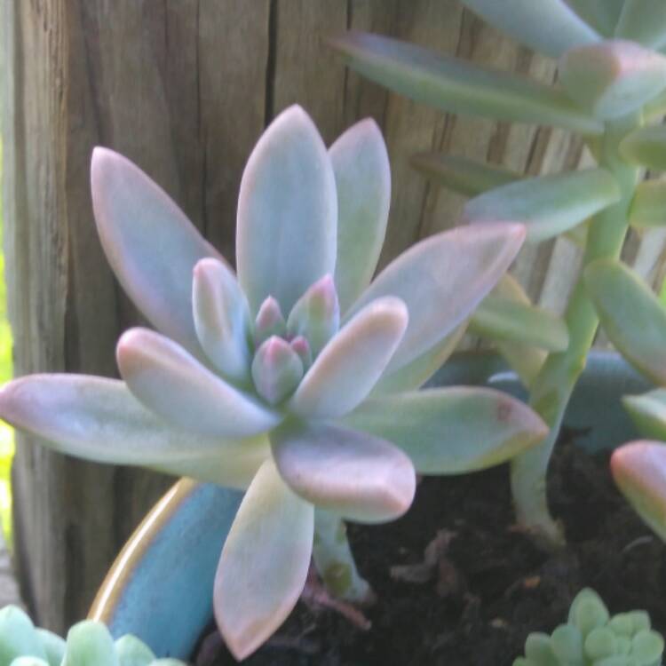 Plant image x Graptosedum Darley Sunshine