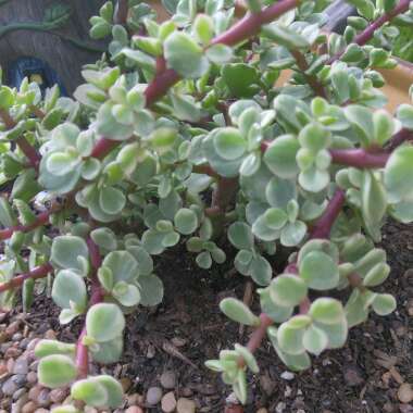 Portulacaria Afra 'Tricolour'.