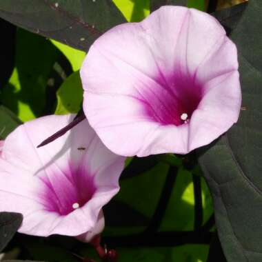 Ipomoea batatus 'Bright Ideas Black'