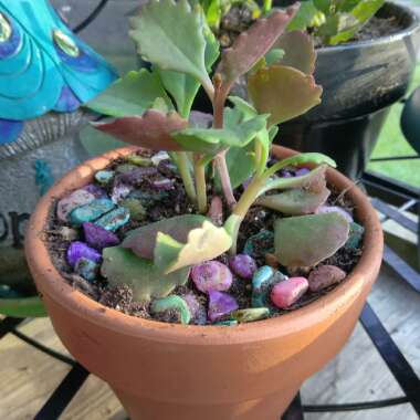 Kalanchoe Longiflora