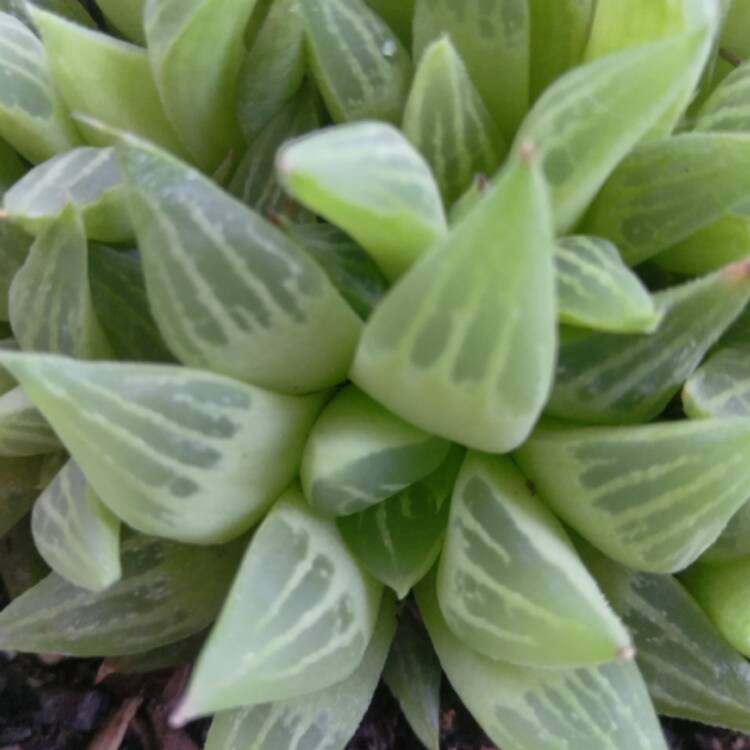 Plant image Haworthia retusa