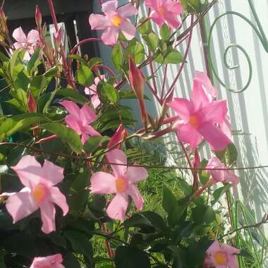 Mandevilla x amabilis 'Alice du Pont'