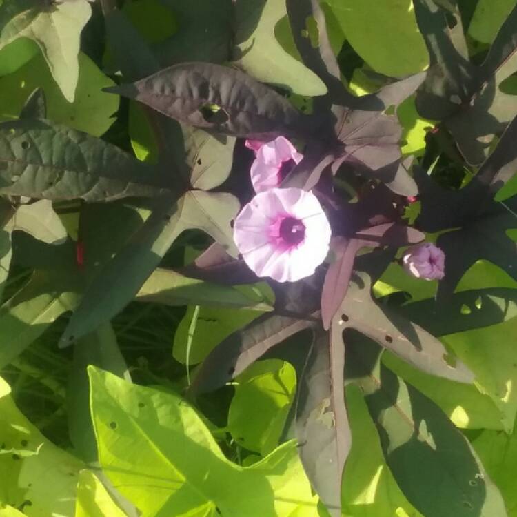 Plant image Ipomoea batatus 'Bright Ideas Black'