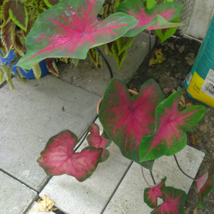 Plant image Caladium 'Buck'