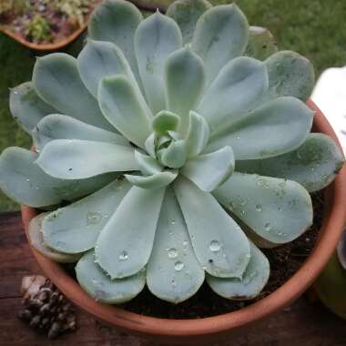 Echeveria Elegans