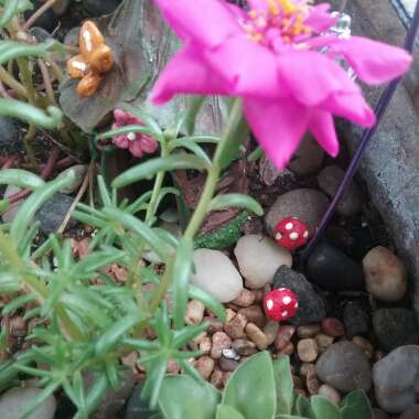 Portulaca grandiflora 'Duna Peggy'