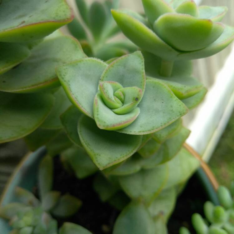 Plant image Crassula perforata variegata 'Jack In The Box'