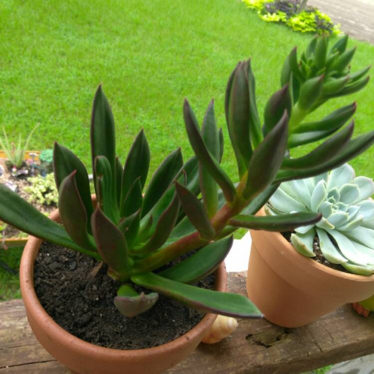 Plant image xGraptoveria