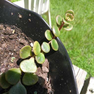 Sedum Tetractinum 'Coral Reef'