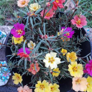 Portulaca grandiflora