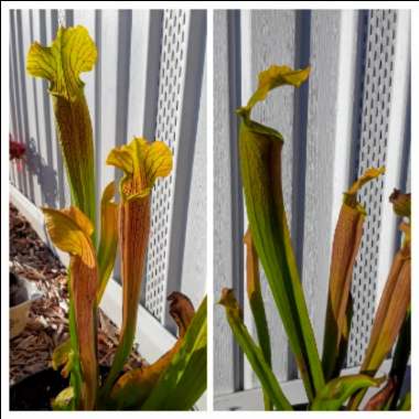 Sarracenia 'Bog Witch'