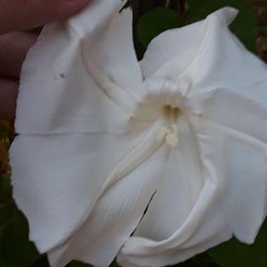 Ipomoea Alba