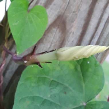 Ipomoea Alba