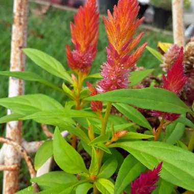 Celosia