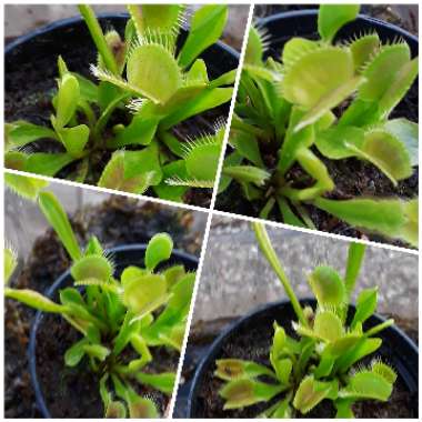 Dionaea muscipula