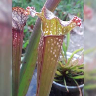 Sarracenia 'Edojman'