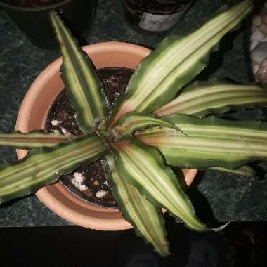 Cryptanthus Bivittatus