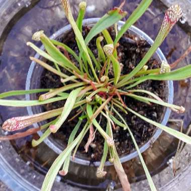 Sarracenia wrigleyana 'Scarlet Belle'