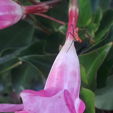 Mandevilla x amabilis 'Alice du Pont'