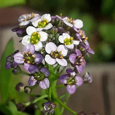 Lobularia maritima  syn. Alyssum maritimum