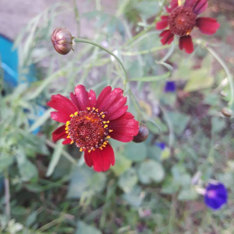 Plant image Coreopsis tinctoria 'Mahogany Midget'