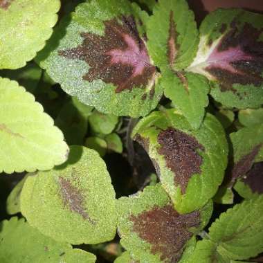 Solenostemon scutellarioides  syn. Plectranthus scutellarioides, Coleus scutellarioides, Coleus blumei