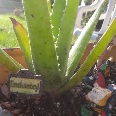 Aloe Vera