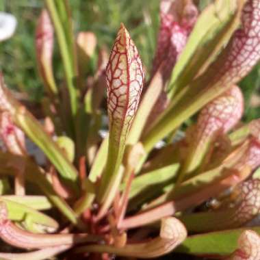 Sarracenia wrigleyana 'Scarlet Belle'