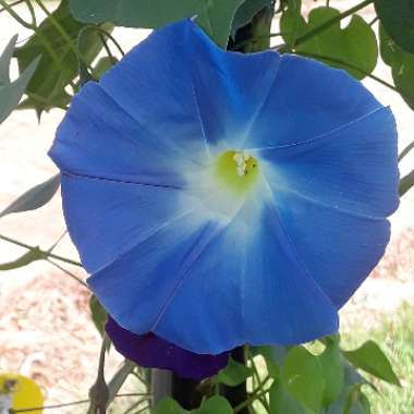 Ipomoea tricolor 'Heavenly Blue'