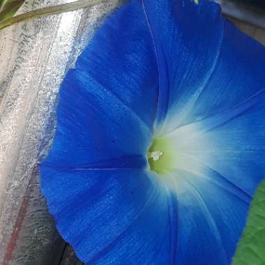 Ipomoea tricolor 'Heavenly Blue'