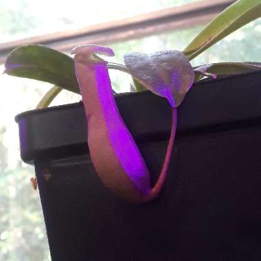 Nepenthes ventricosa