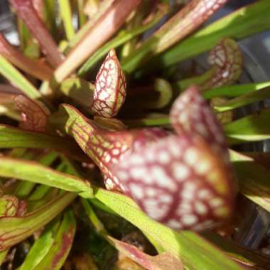 Sarracenia wrigleyana 'Scarlet Belle'