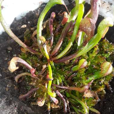 Darlingtonia californica