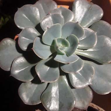 Echeveria Imbricata