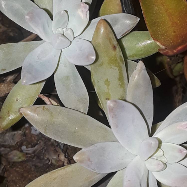 Plant image x Graptosedum Darley Sunshine