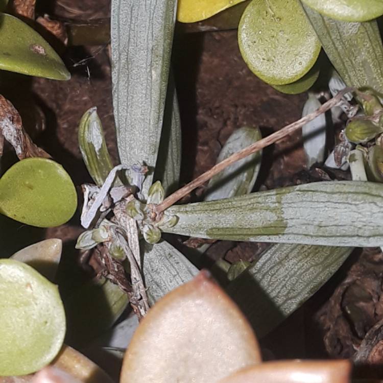 Plant image Senecio mandraliscae