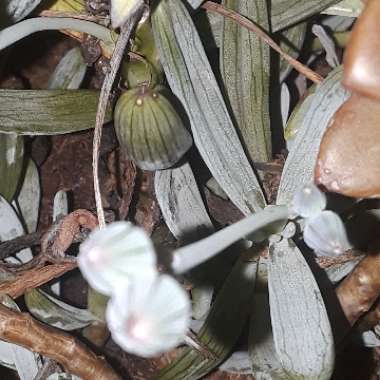 Senecio mandraliscae