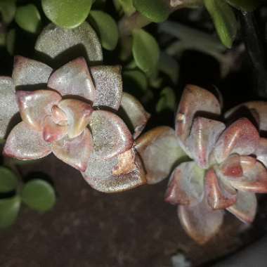 x Graptosedum Bronze