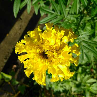 Tagetes erecta